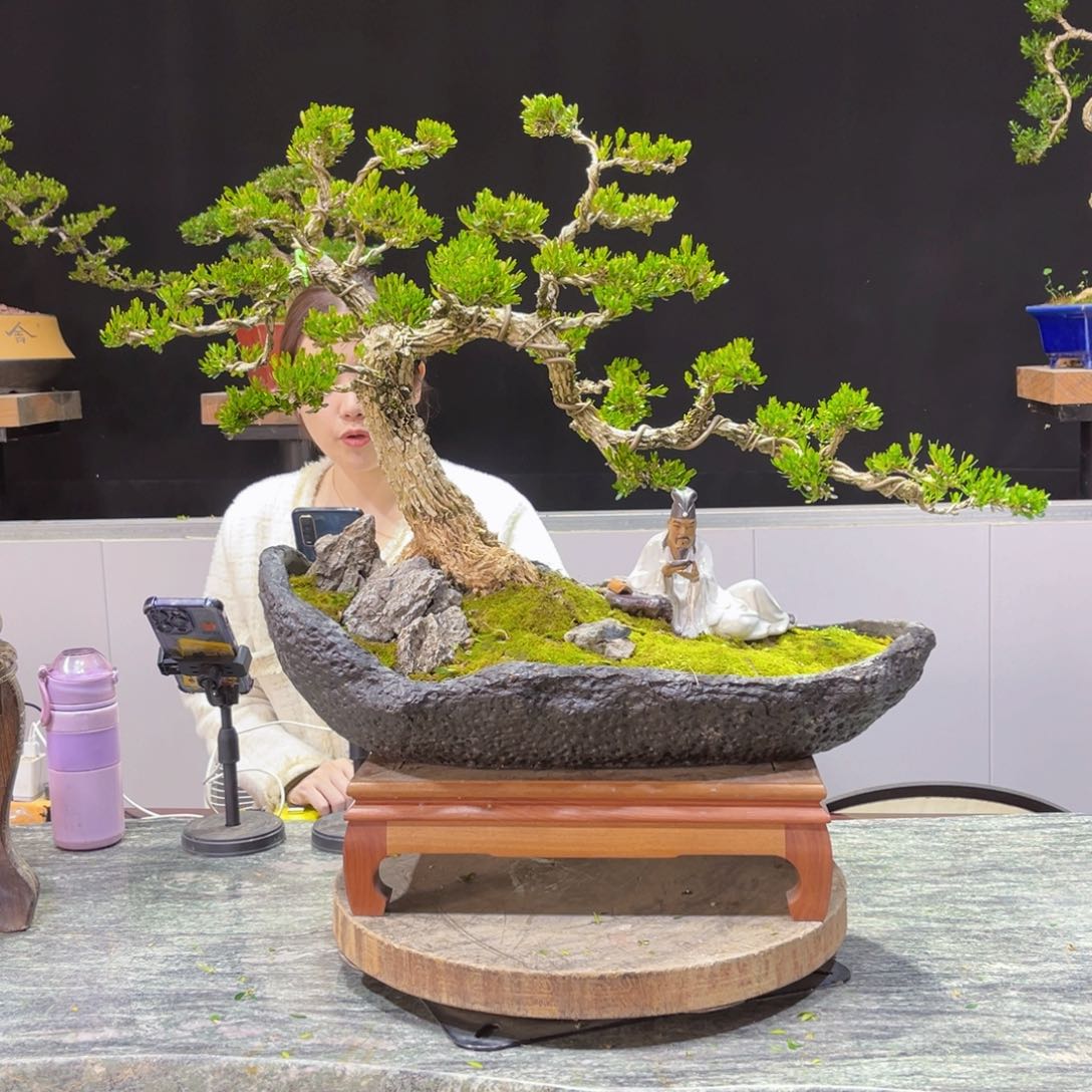 四季常青老桩黄杨盆景