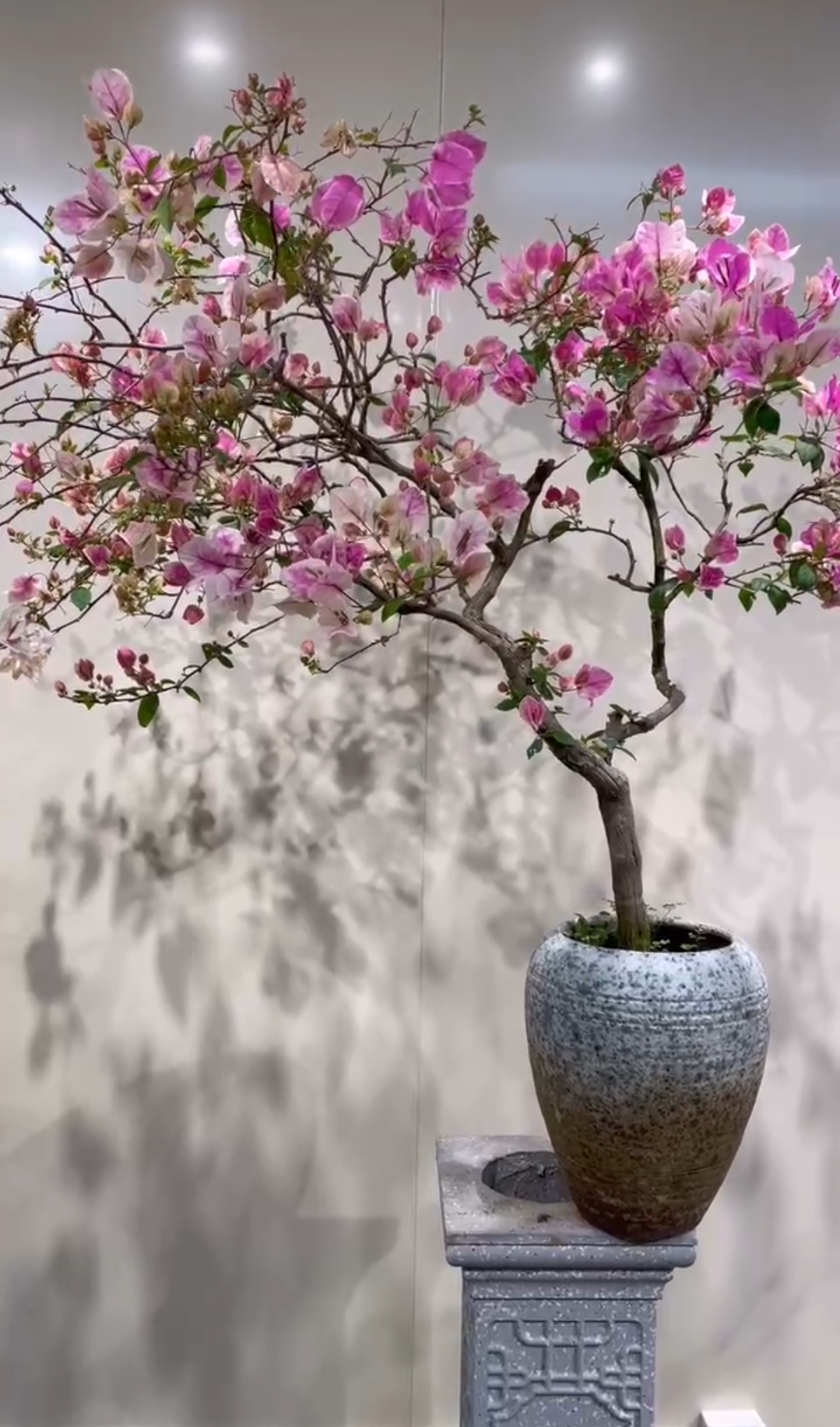 三角梅庭院阳台四季开花 一物一拍