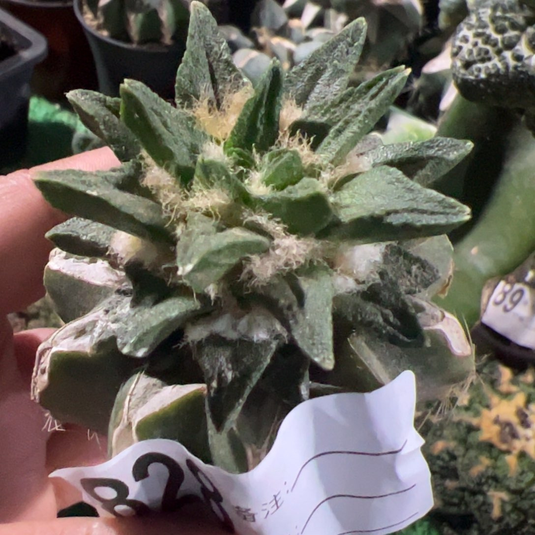 长尤龙角牡丹仙人球828