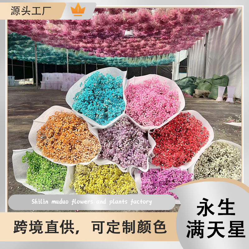 【经典花艺手作坊专属】A级品质永生满天星花头饱满颜色均匀