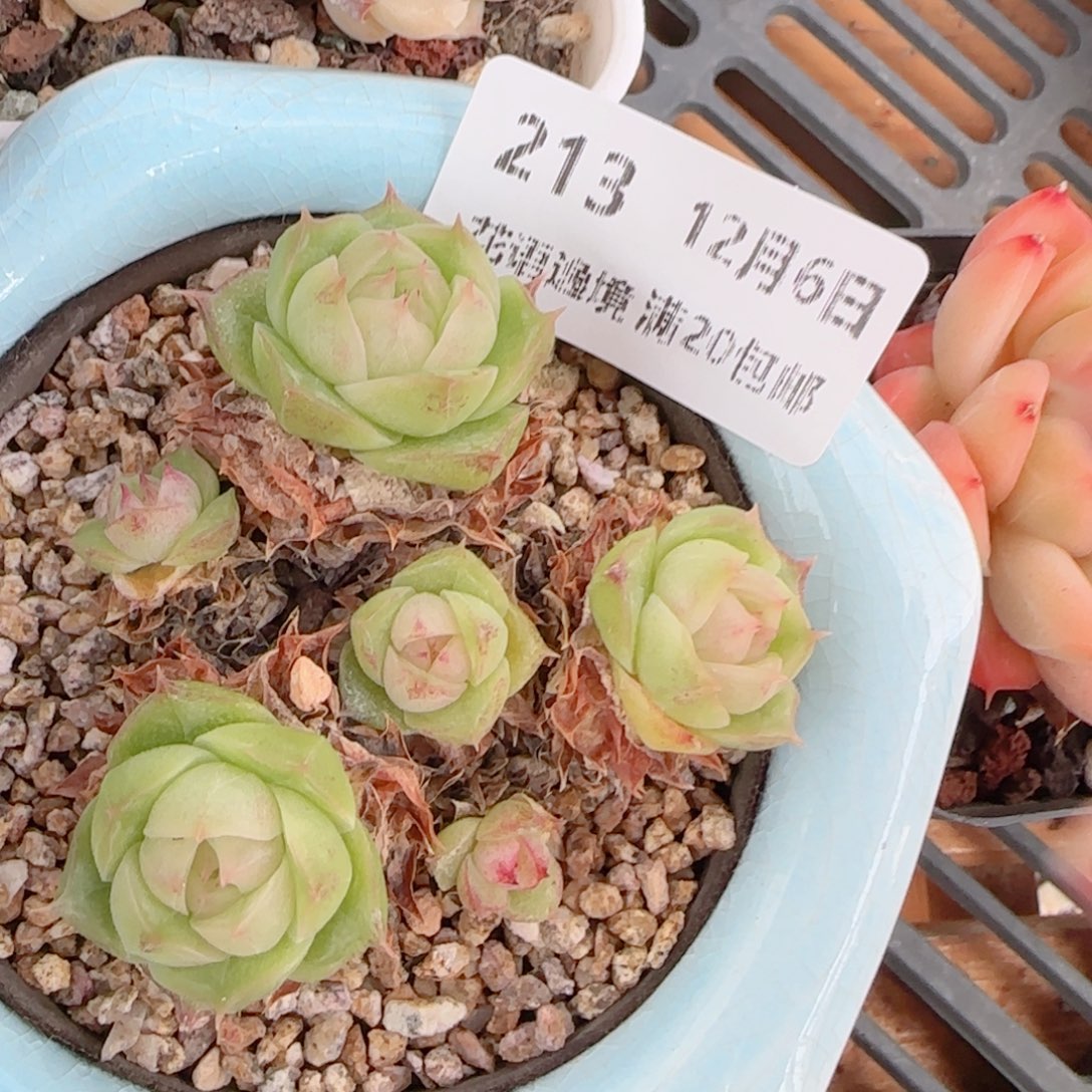 1***3花语多肉1206-213不带盆散