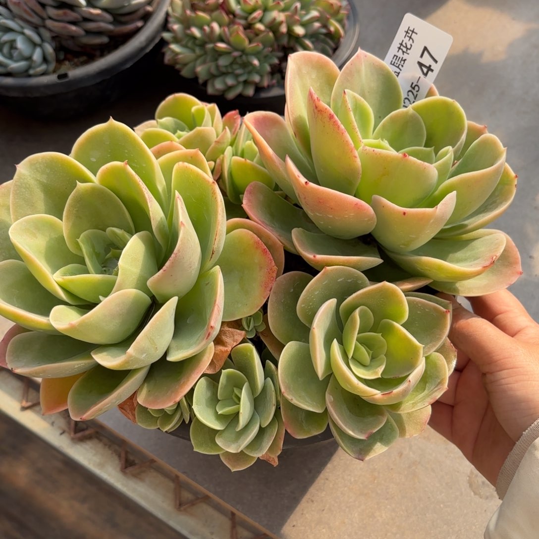 用****6同温层多肉星娜塔47