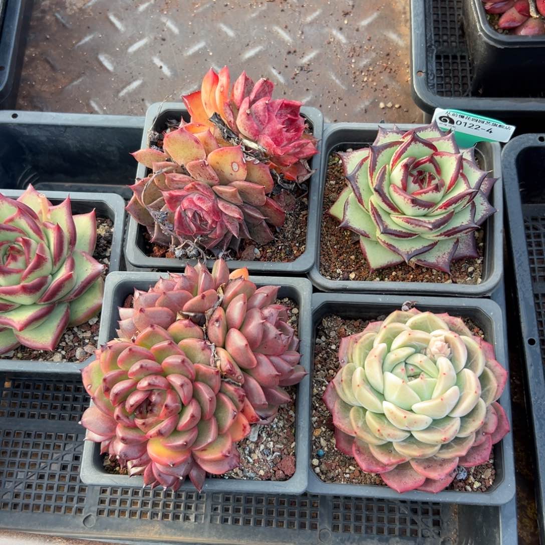 多肉一物一拍0122-4