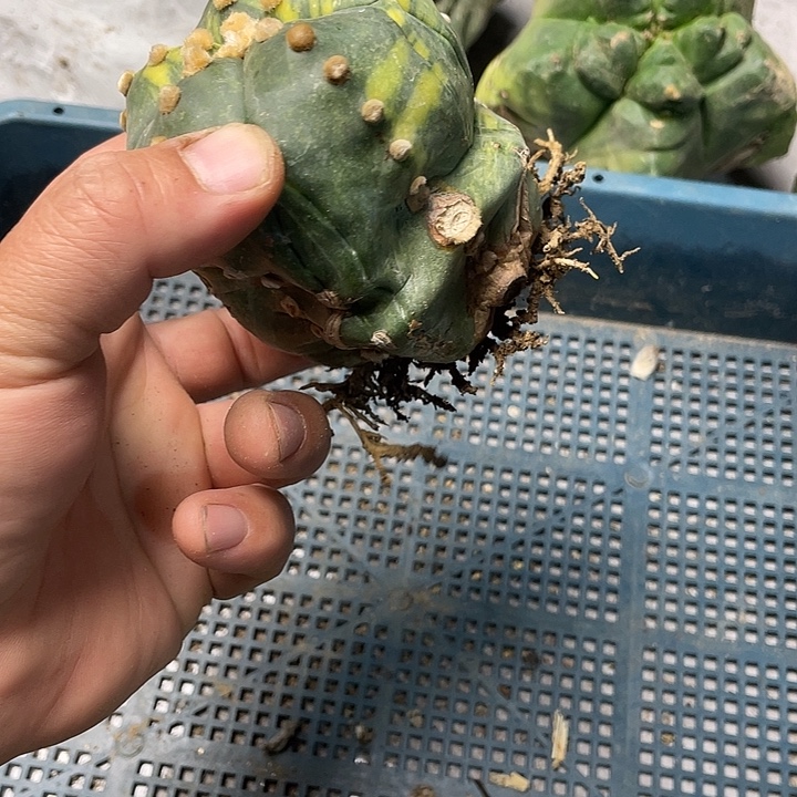 完全开放334兜锦一个仙人球