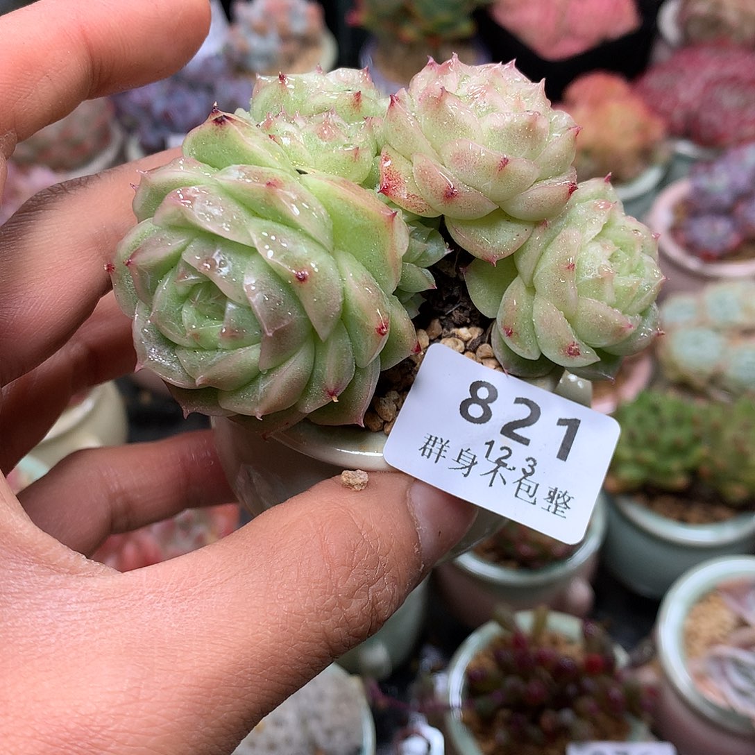 精控拇指盆12.3821