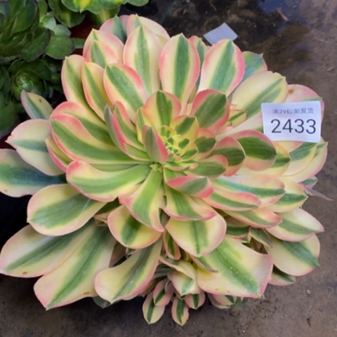 香妃多肉植物2433
