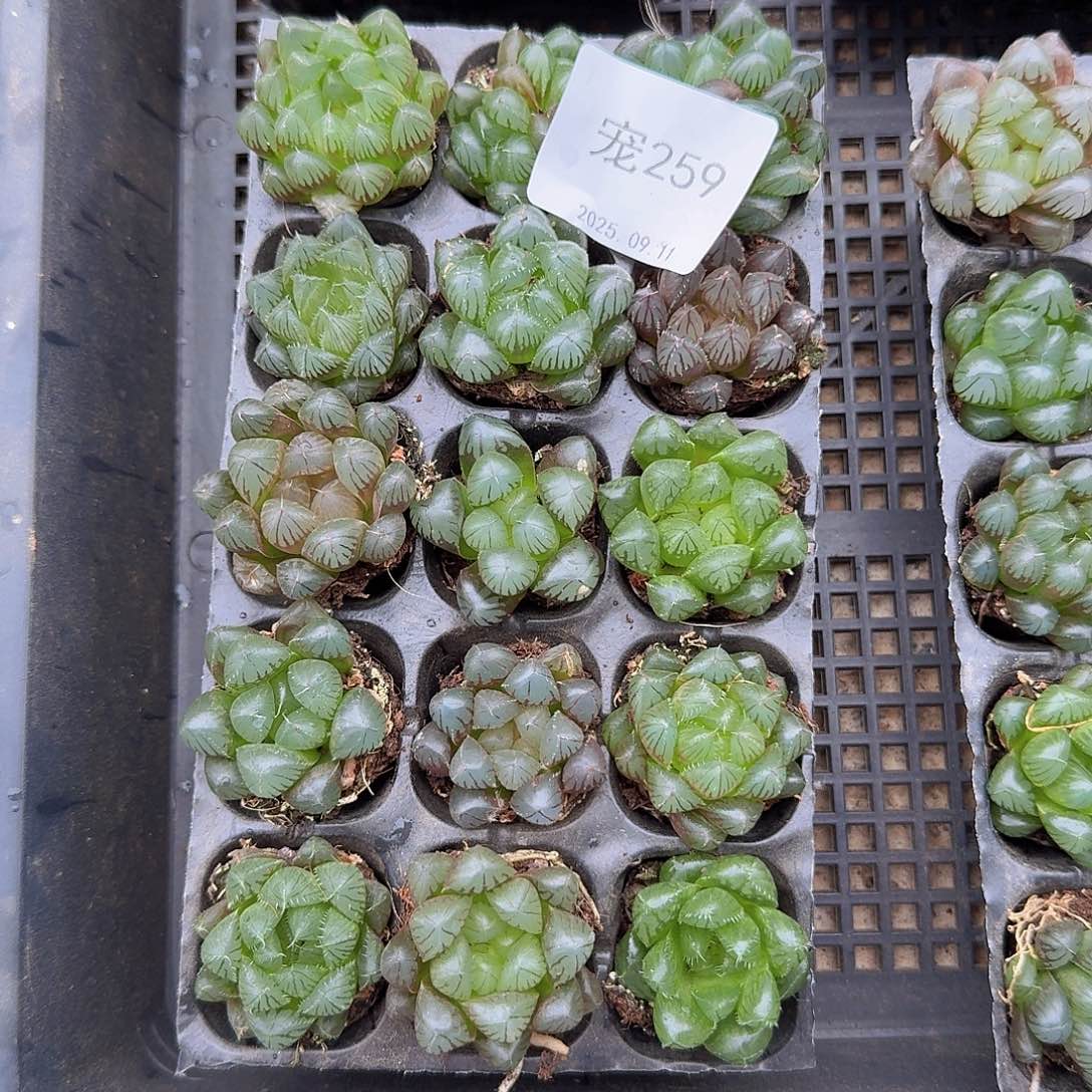 直播福利一物一拍259