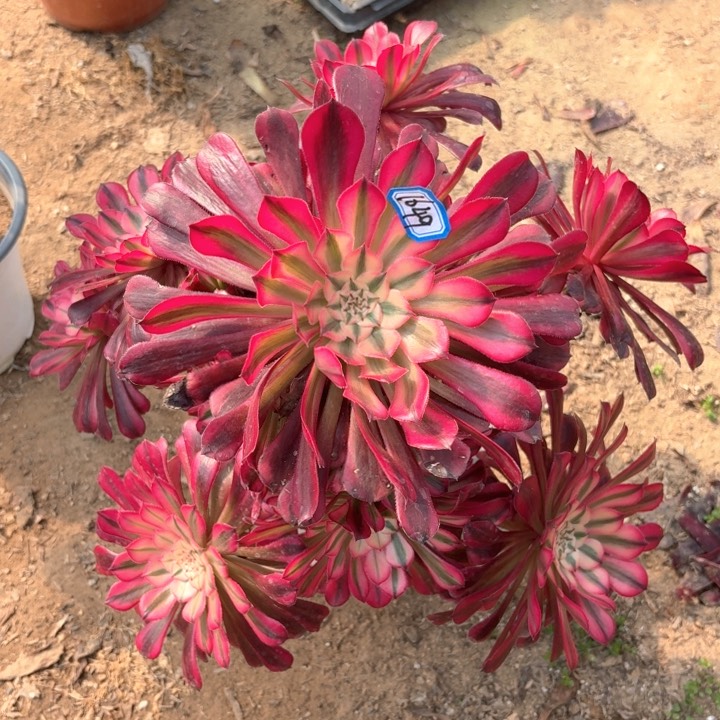 红铜超白妖桩1649