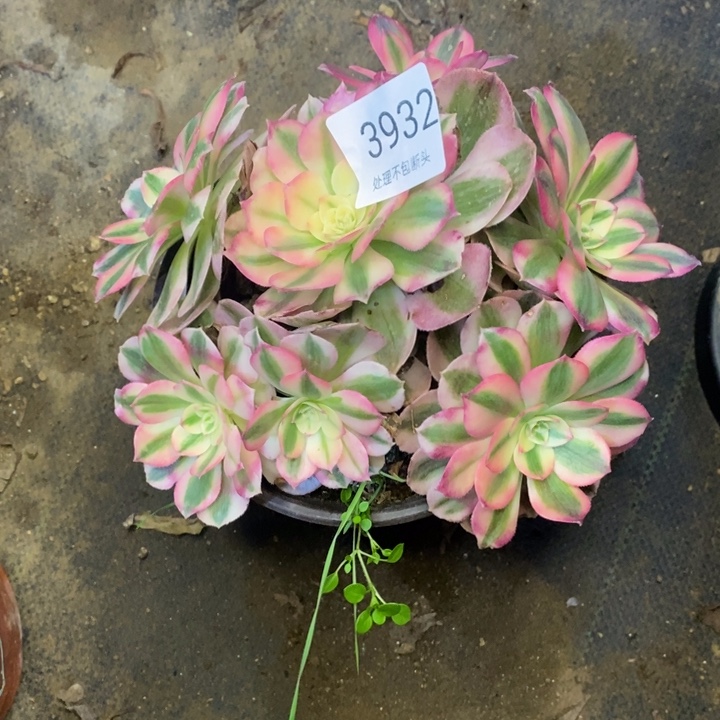 带***瑰粉荔枝多肉断头不包3932