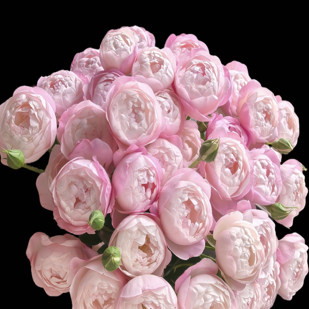 【九里花田】多头玫瑰草莓杏仁饼-基地直发-一单普通快递两单顺丰