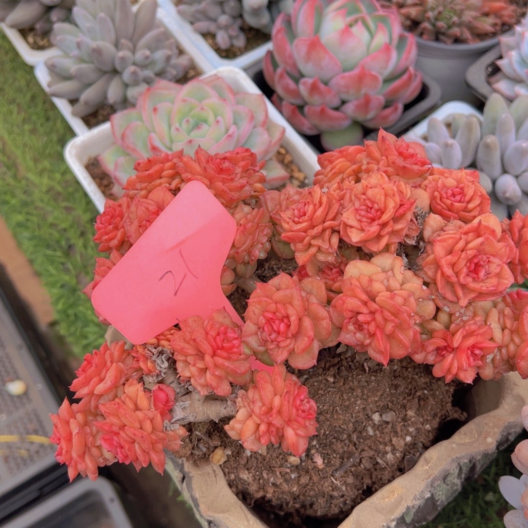 香玉的故事是一个人的故事