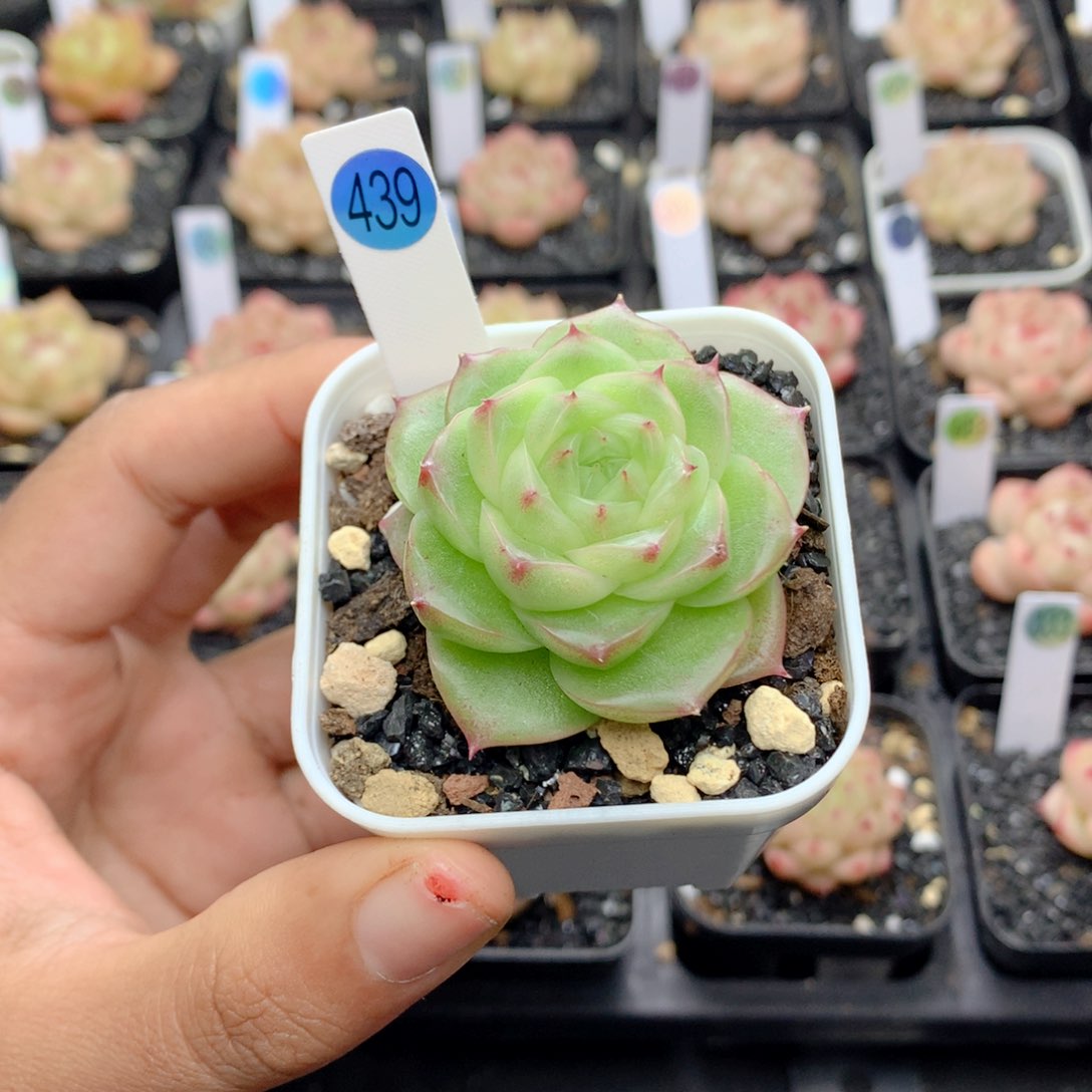 58包邮  群生不包整439