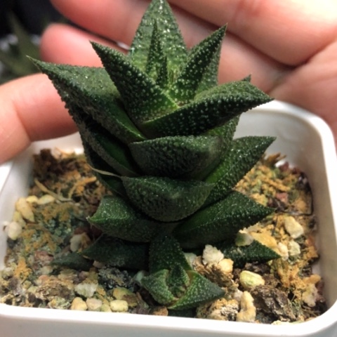 木*木立龙鳞哈哈哈哈哈哈哈哈哈