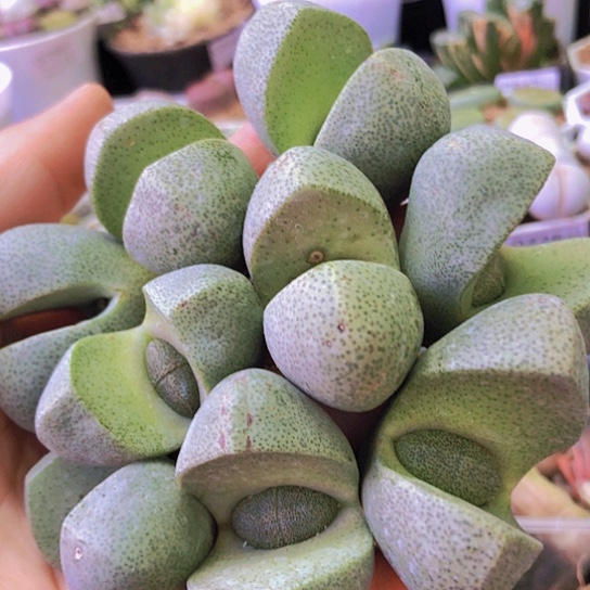 无花朵0850，3.7-4.3厘米老皮老疤