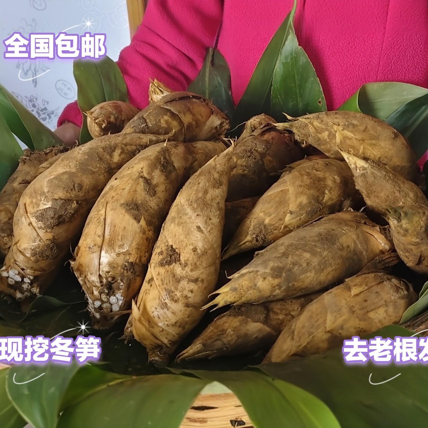 四川蜀南竹海新鲜现挖冬笋鲜嫩脆爽秋冬佳品，新鲜现挖去老根发货。