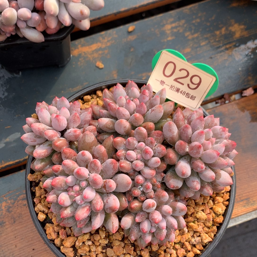 幸***碌蓝精灵无砍平头029