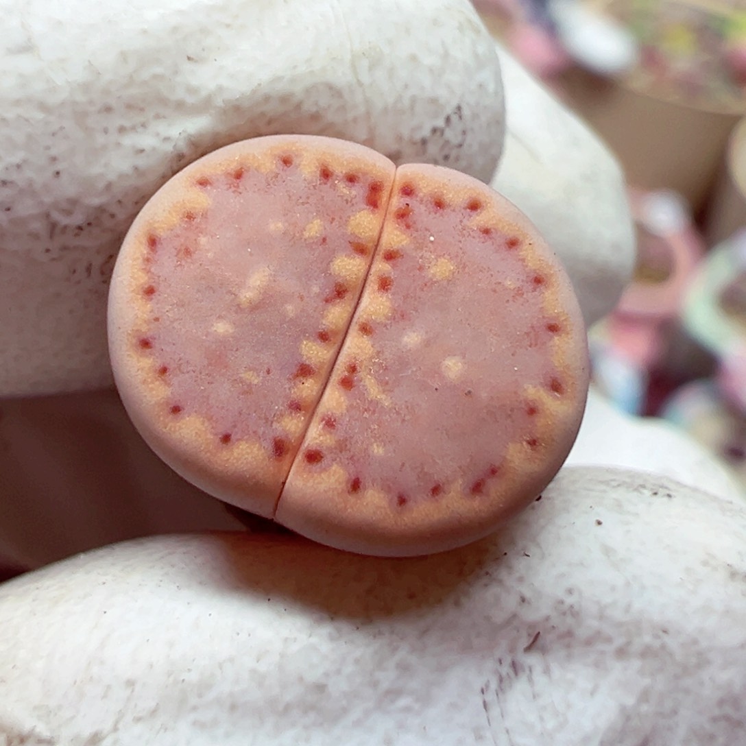 完全开放优秀的盆604-41