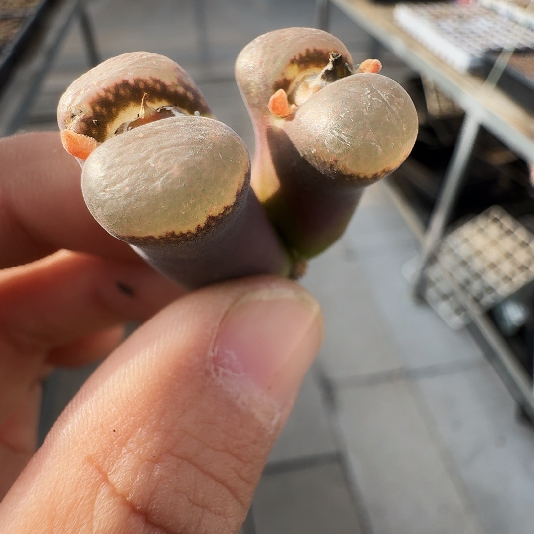 藍****多肉植物福利风铃345