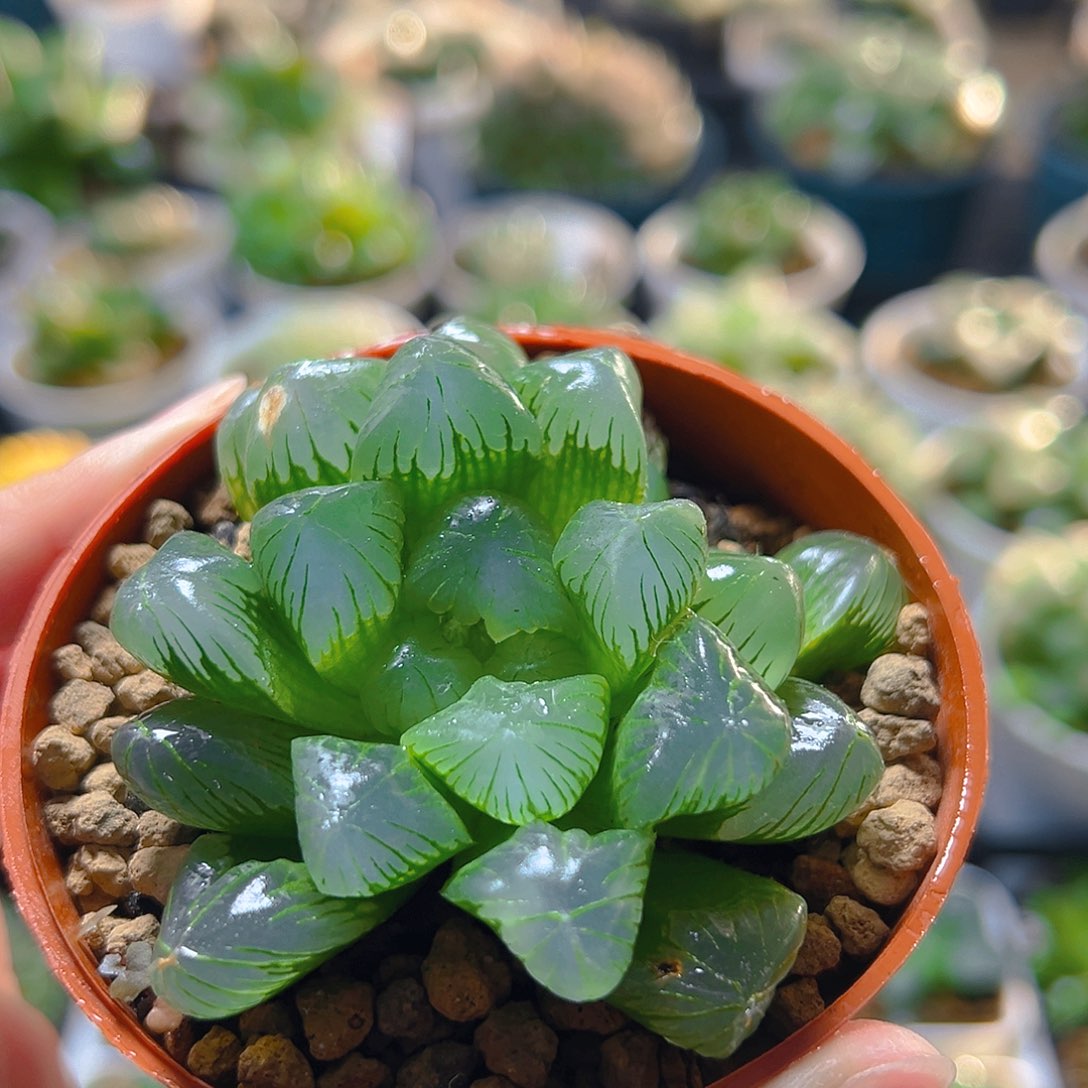 红盆大头玉露多肉植物一颗