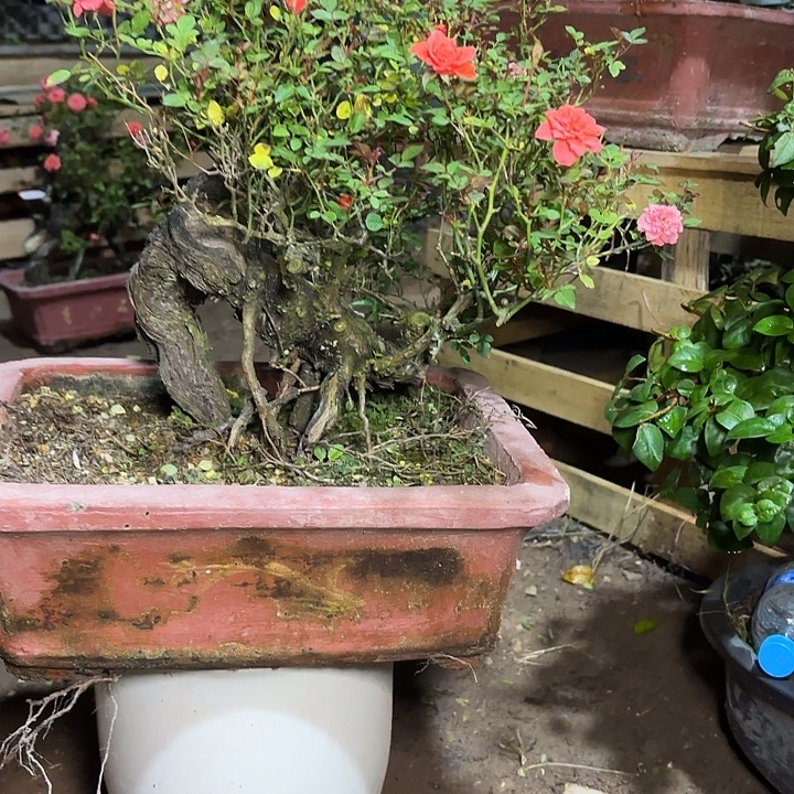 致***远无花朵哈哈哈哈哈