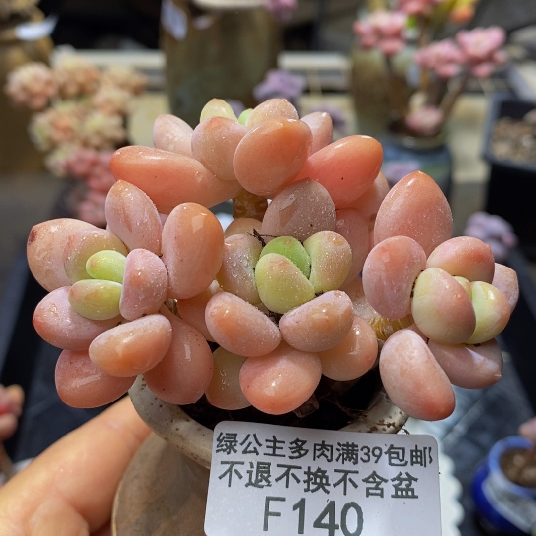 140 -8 厘米橘子香水洛神