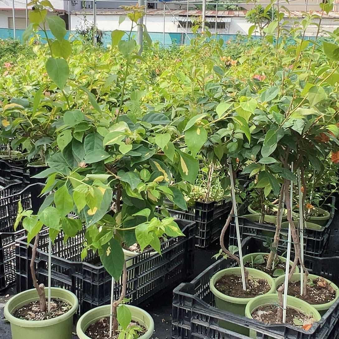 当前无花栽培后可以开花三角梅原生棒棒糖一颗，29.9