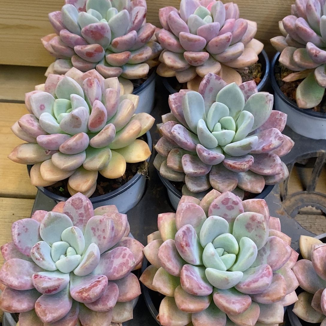 129。单头花班鹿。福利多多