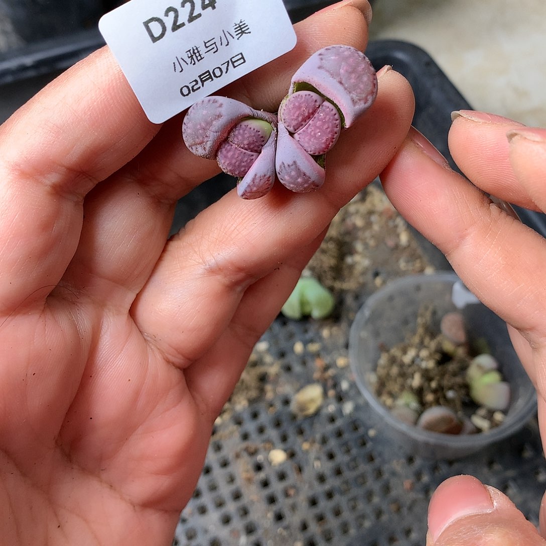 D224多肉植物保护研究所