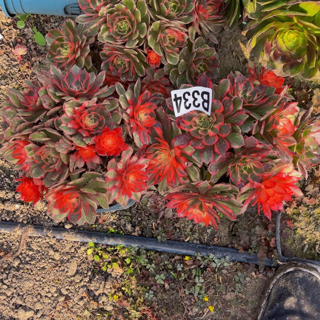 三盆法师26///13包邮