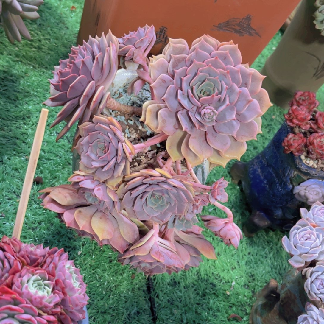 紫姬02171多肉植物