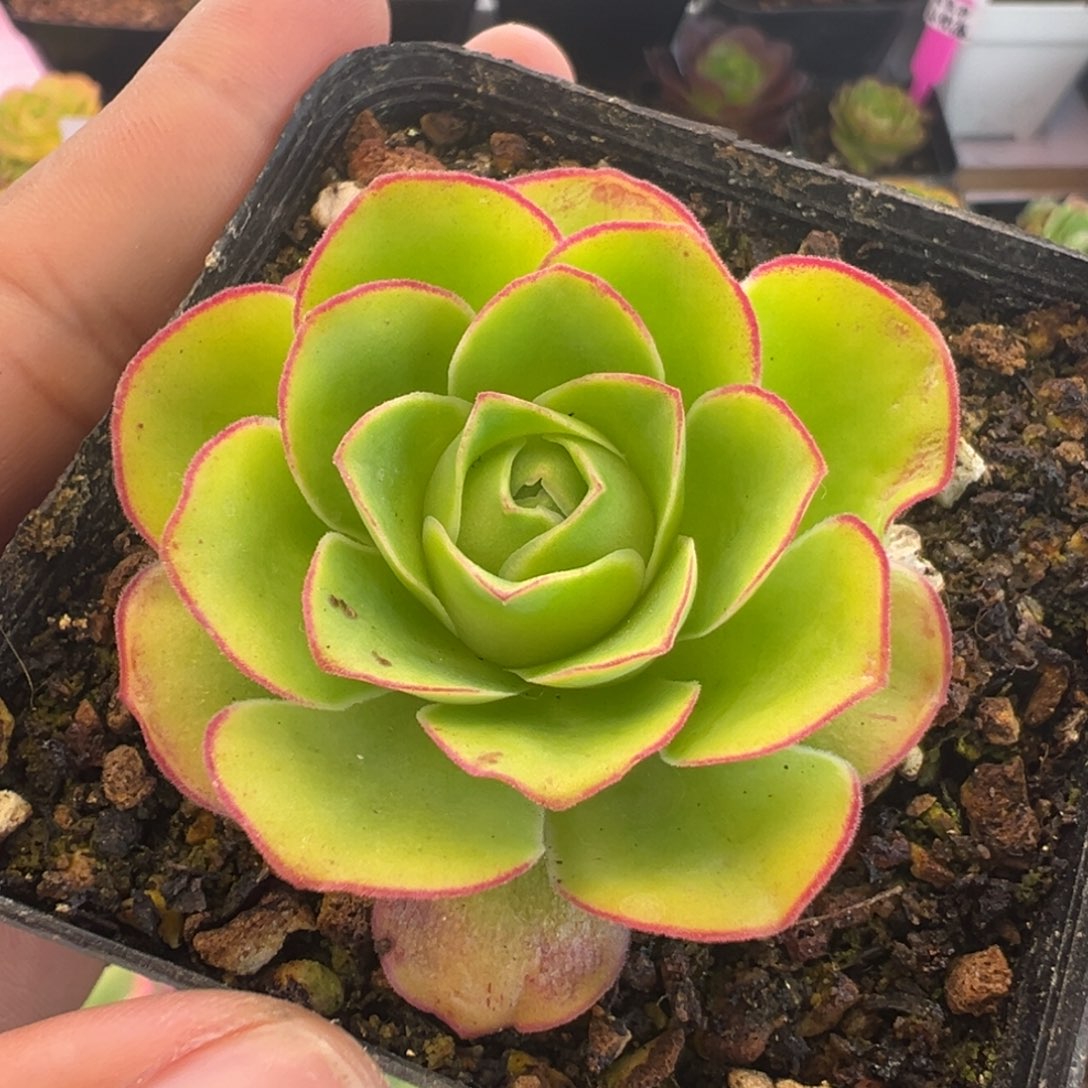 L10半城玫瑰离月