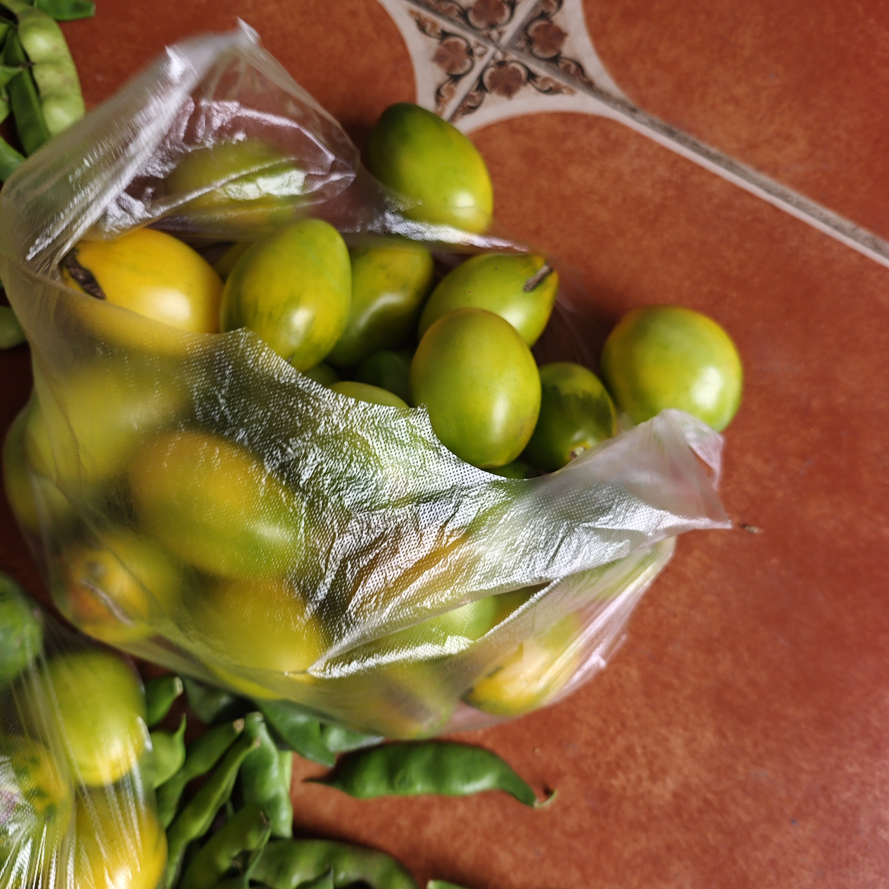 黑土地多种柿子混合发