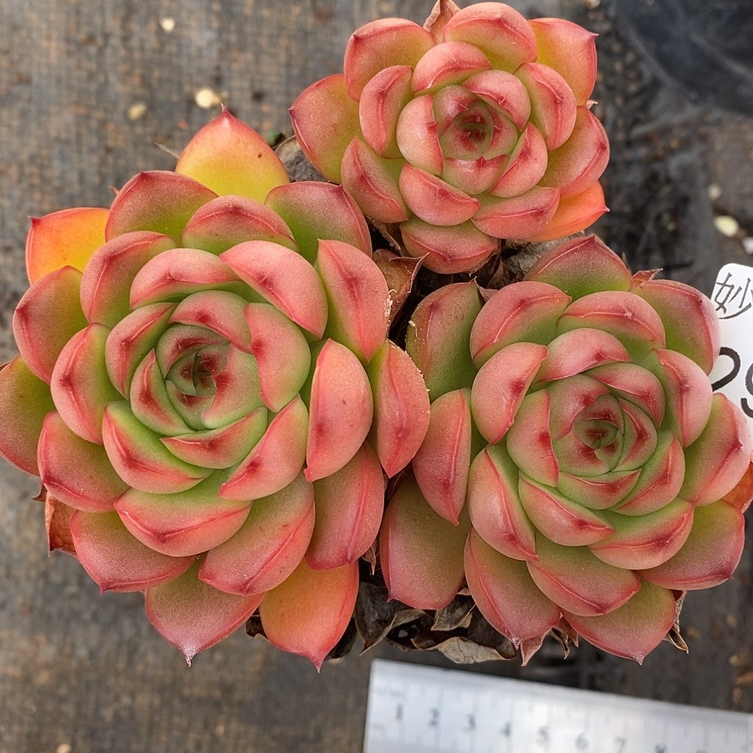 2961杂交老桩基地～10厘米