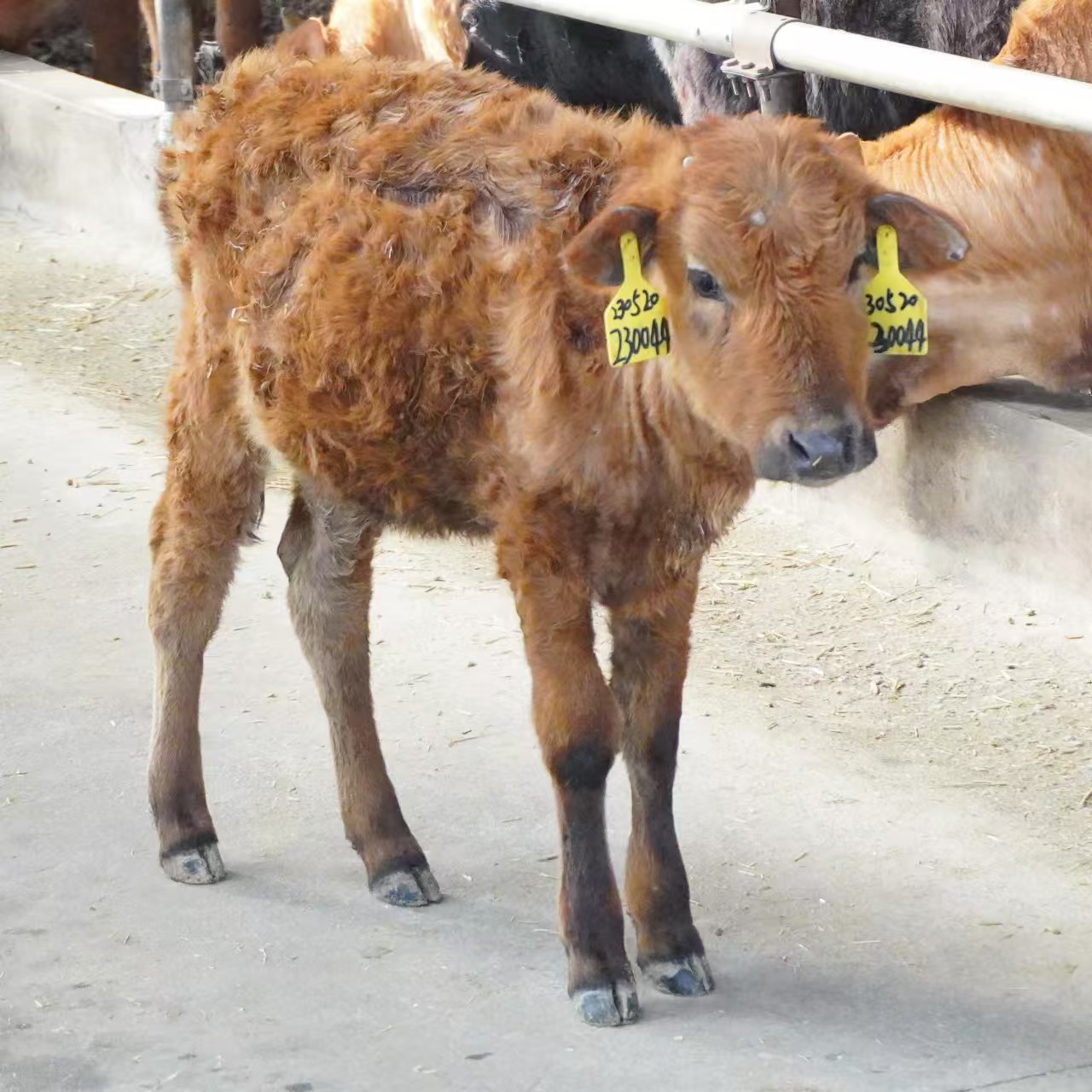 牛肉（直播间现切改价链接）