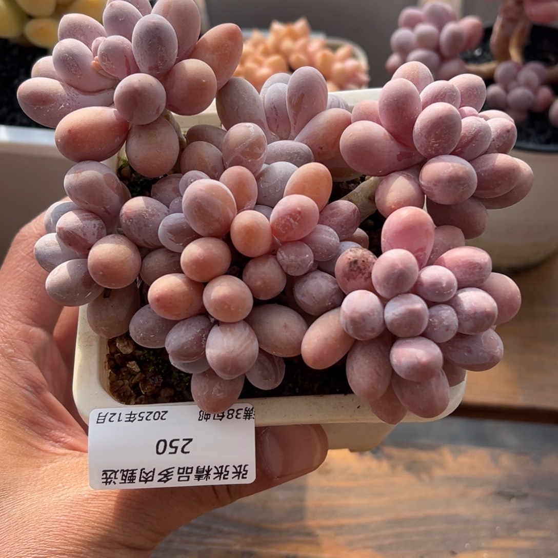 张张精品多肉甄选250