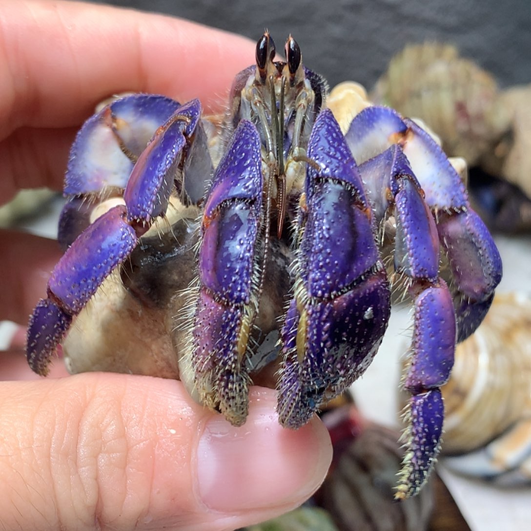 2.8口径紫路寄居蟹拍品8号