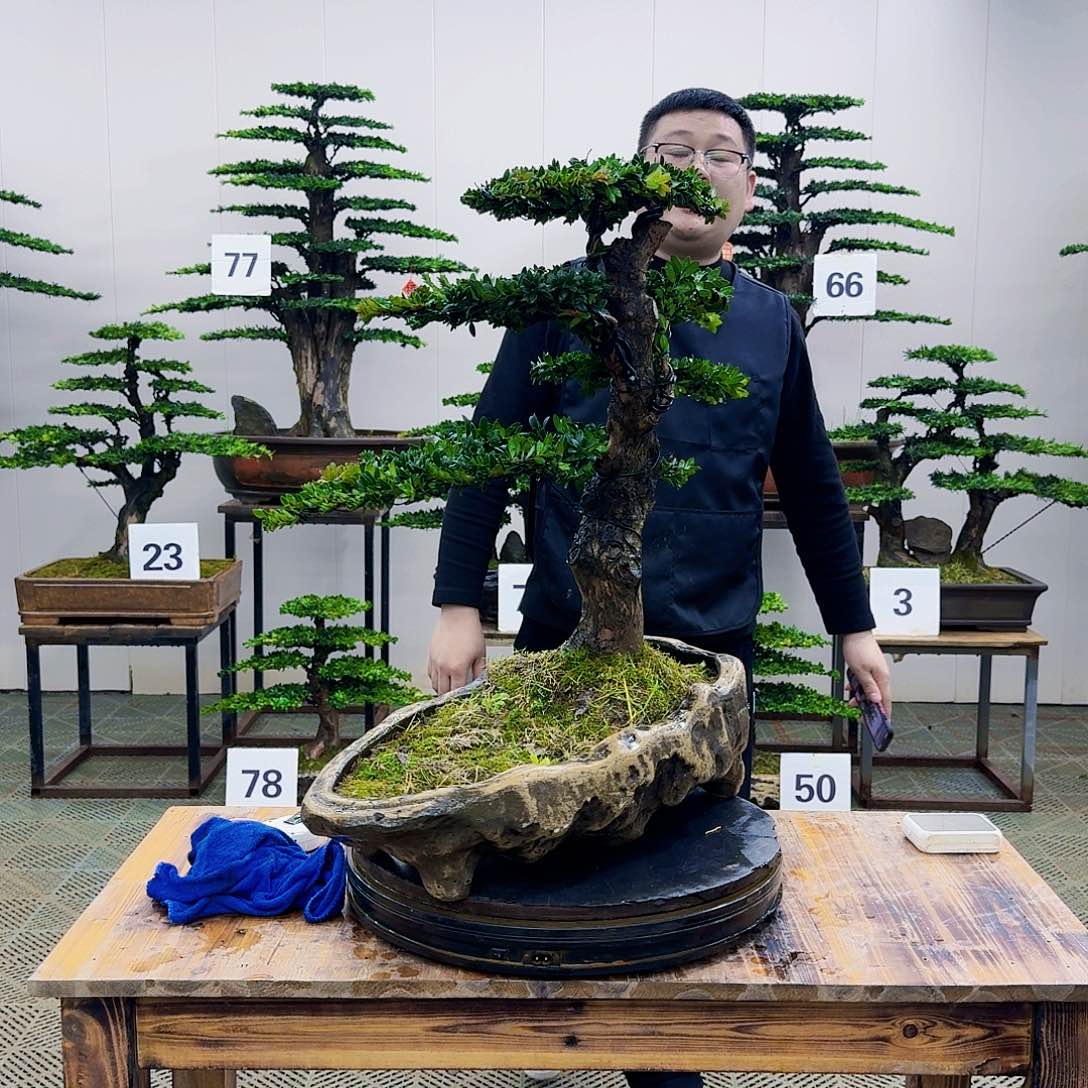 盆景罗汉松造型盆景