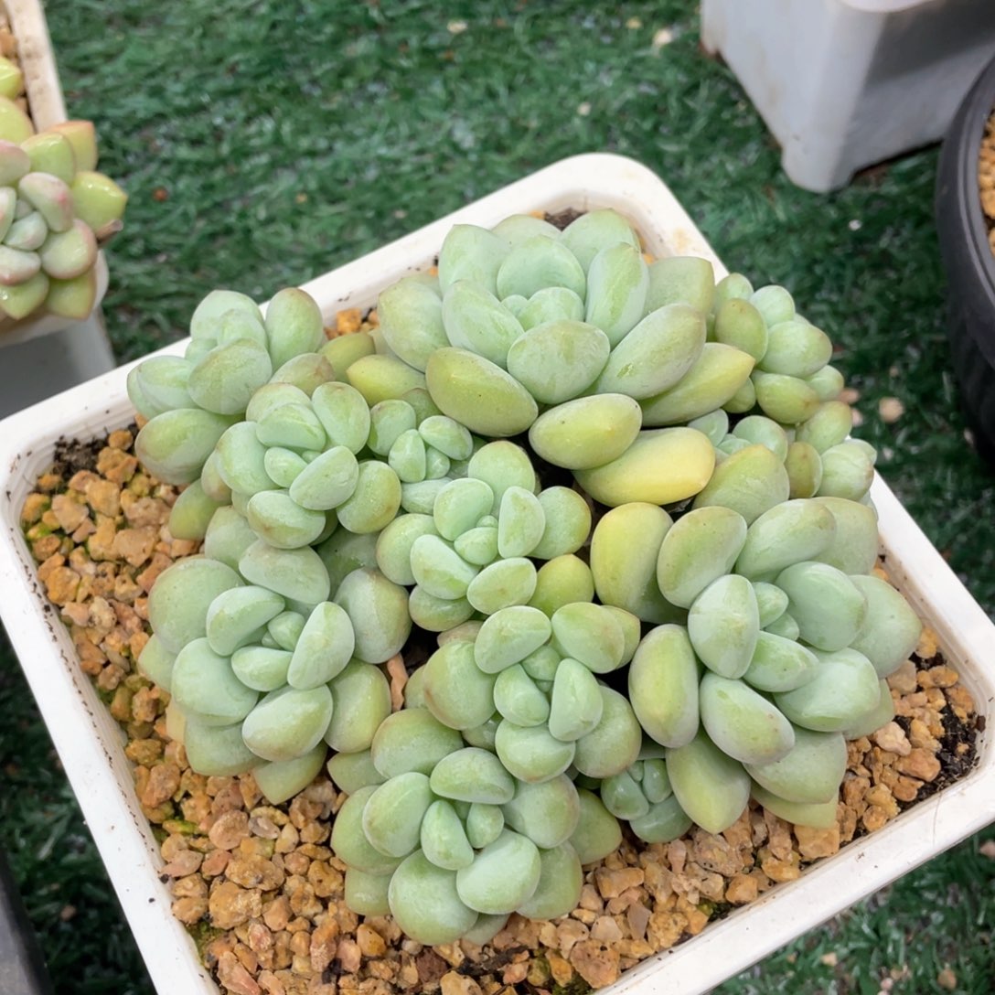 泡泡糖一物一拍28包邮非偏远