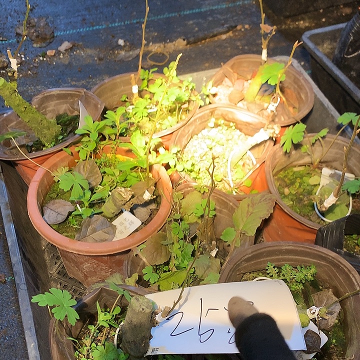 无花朵宇宙之辉嫁接苗25:8