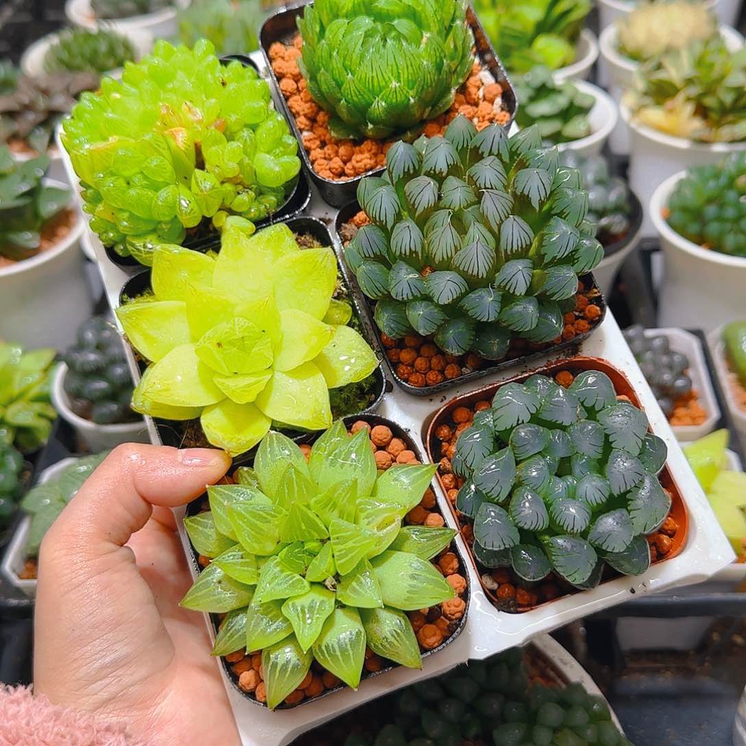 玉露六件套多肉，原盆