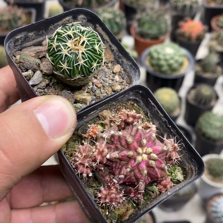 海神太刀岚2颗特价