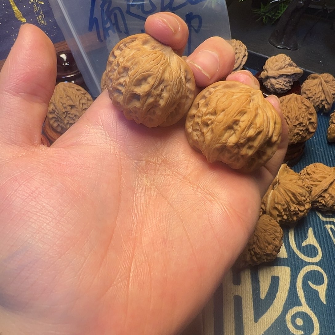 龙胆元宝全品无修