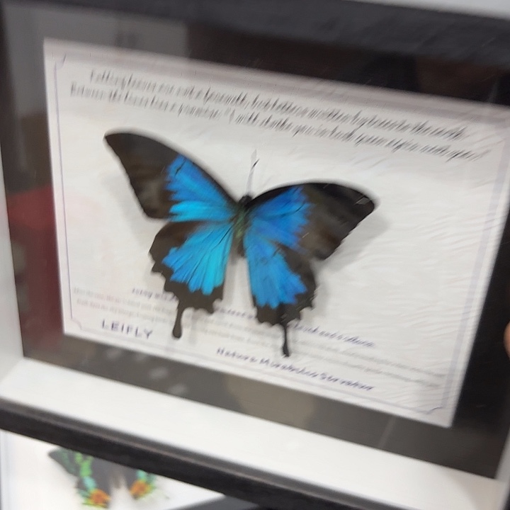 L***蝴蝶标本定制160@