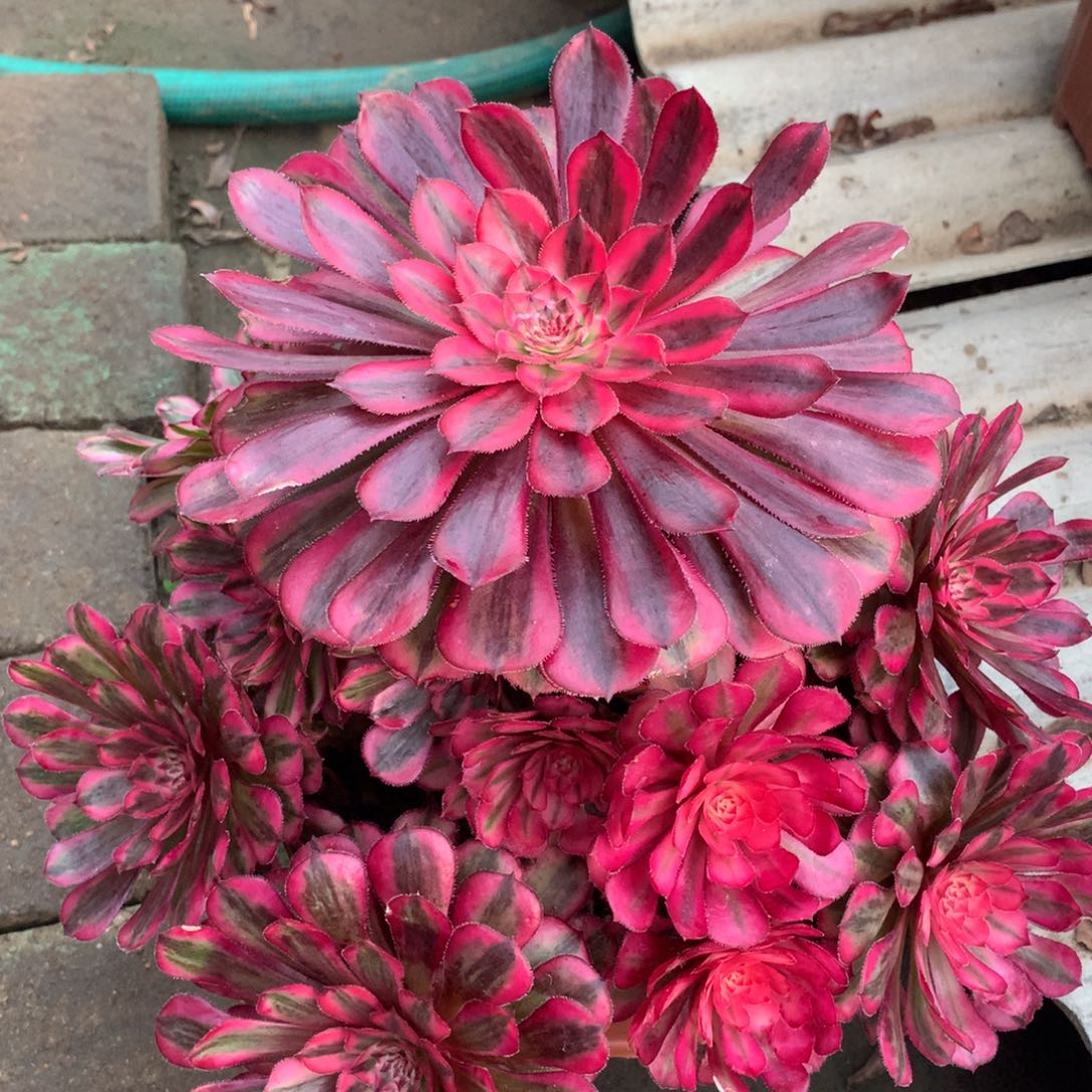 白月光，多肉植物的