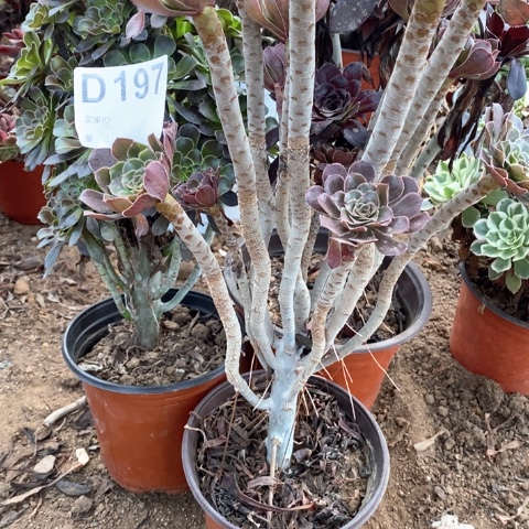 陌***开197三颗法师多肉植物