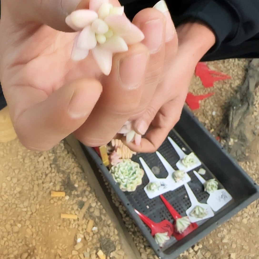 红蜻蜓锦多肉植物带侧芽