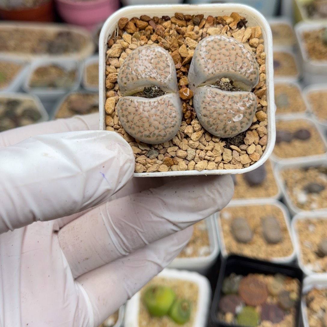 多肉植物一物一拍43