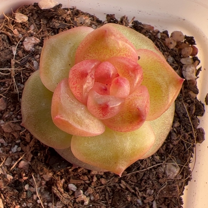 一物一拍，精品糖心，尺寸不大介意勿拍