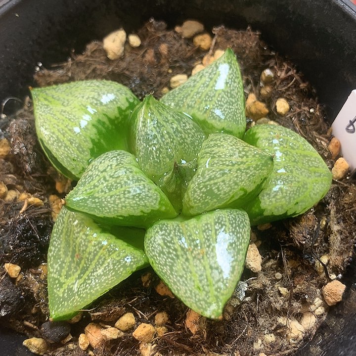 裹白银寿一物一拍