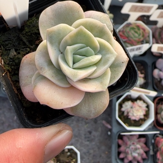 380可爱玫瑰锦多肉植物多